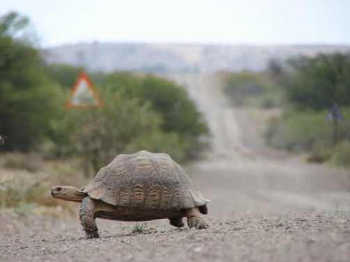tortoise-1379167-640x480